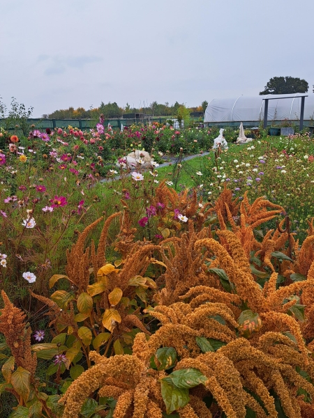 Sweet Briar Flower Farm